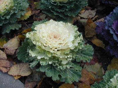 Zierkohl