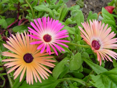 Mittagsblume – Dorotheanthus