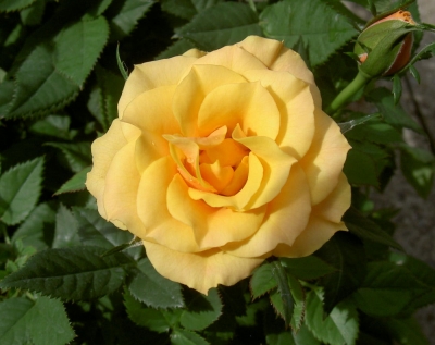 Buschrose
