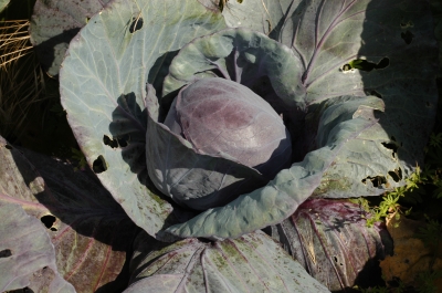 Rotkohl – Blaukraut