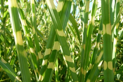 Stachelschweingras