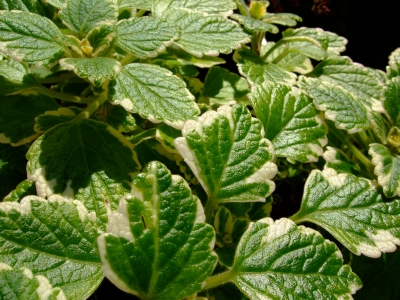 Weihrauch – Plectranthus