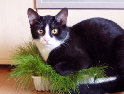 Katzengras