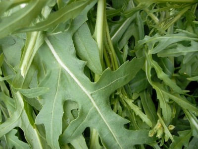 Rucola – Rauke