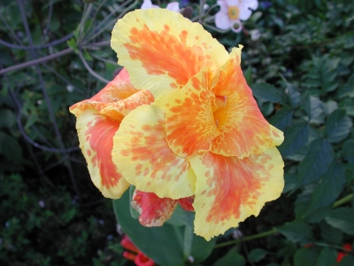 Canna – Indisches Blumenrohr