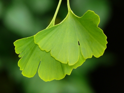 Gartenbäume, die dem Klimawandel trotzen: der Ginkgo