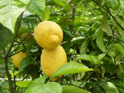 Zitronenbaum