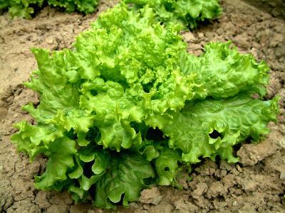 Pflücksalat