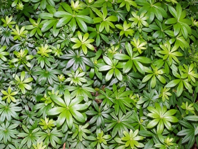 Waldmeister