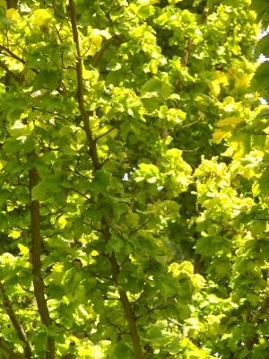 Goldulme