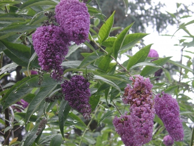 Sommerflieder