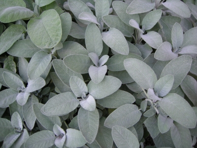 Salbei