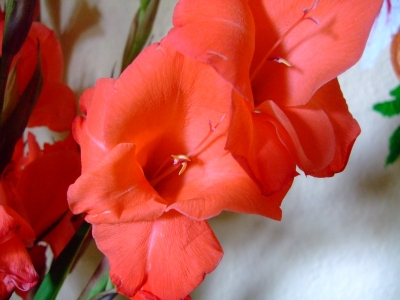 Gladiole
