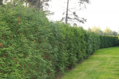 Hecke anlegen