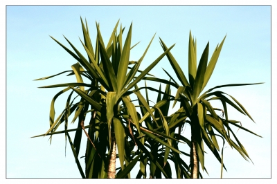 Yucca Palme
