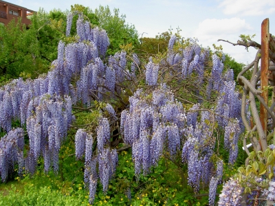 Blauregen