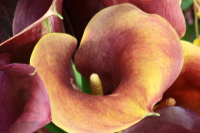 Calla