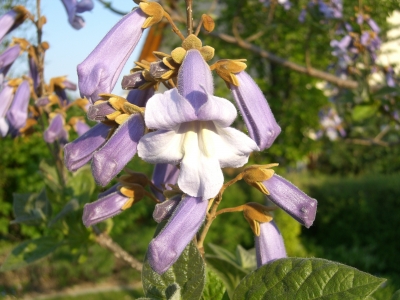 Gartenbäume, die dem Klimawandel trotzen: der Blauglockenbaum
