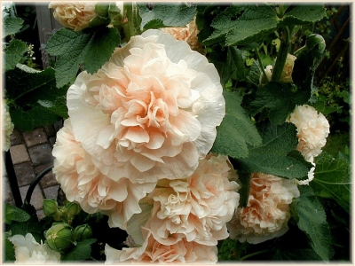Stockrose