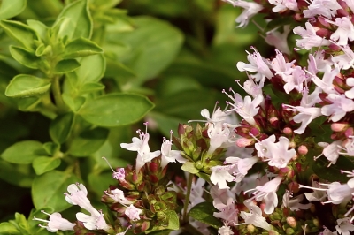 Oregano