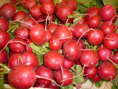 Radieschen
