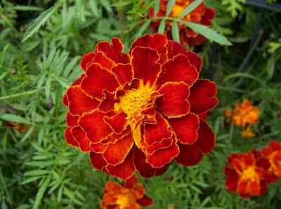 Tagetes