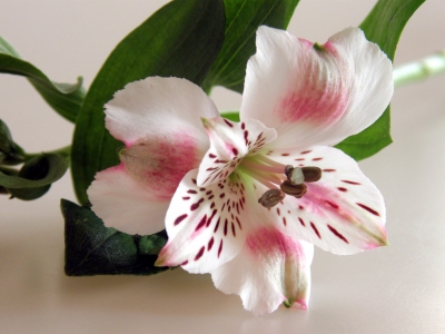 Alstroemeria