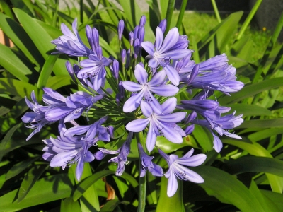 Agapanthus – Schmucklilie