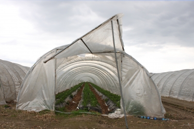 Folientunnel