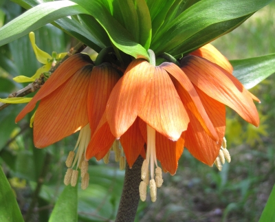Kaiserkrone
