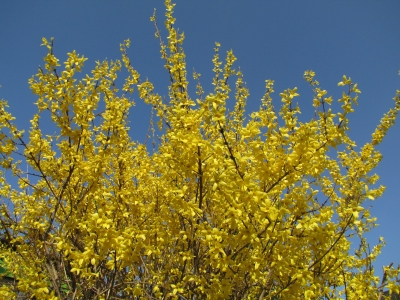 Forsythie