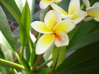 Frangipani