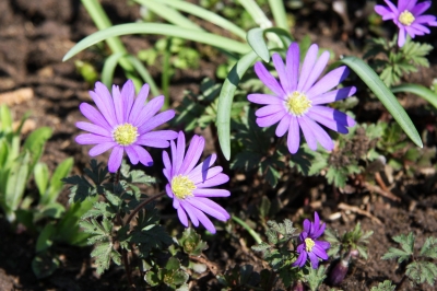 Strahlenanemone