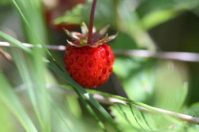 Walderdbeere