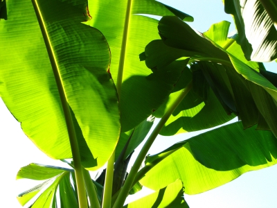 Bananenstaude