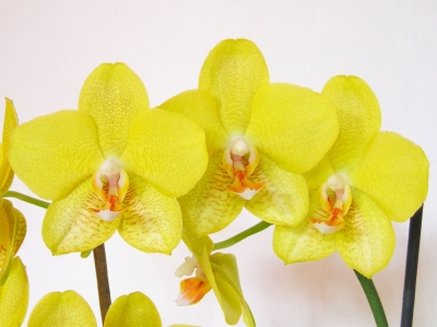 Phalaenopsis