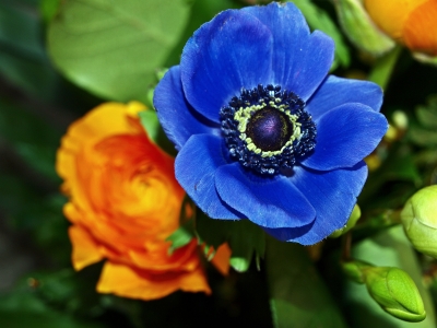 Kronen-Anemone
