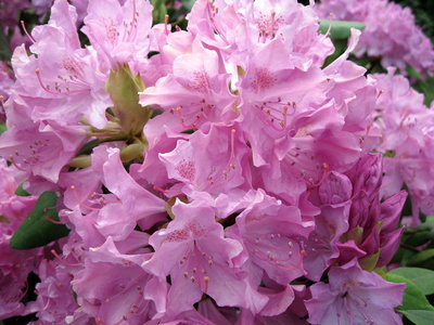 Rhododendron