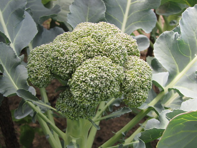 Brokkoli