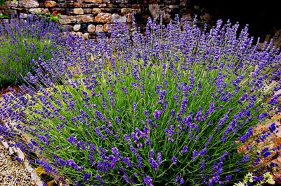 Lavendel