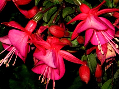 Fuchsie