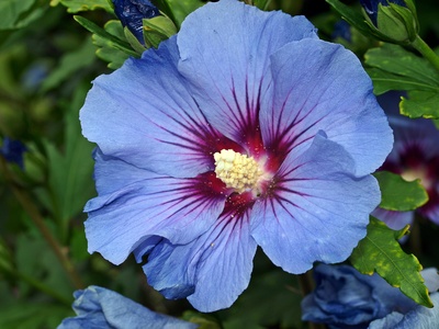 Hibiskus