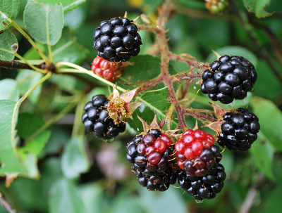 Brombeere