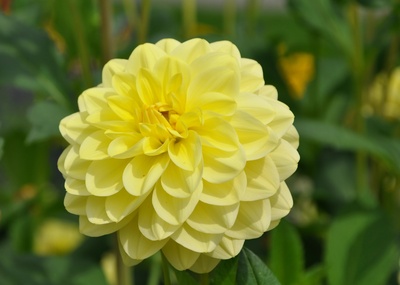 Dahlie