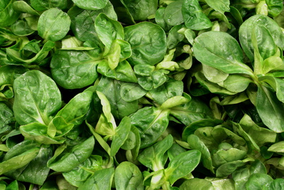 Feldsalat