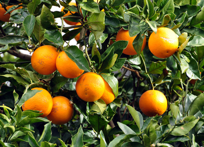 Orangenbaum