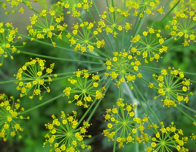 Dill