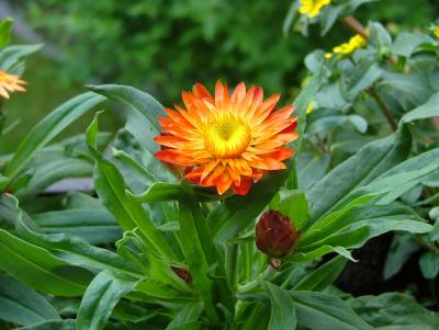 Strohblume
