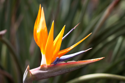 Strelitzie – Paradiesvogelblume