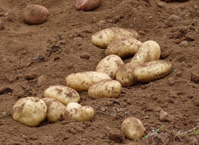 Kartoffeln